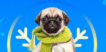 Viajando con Mascotas a Bordo