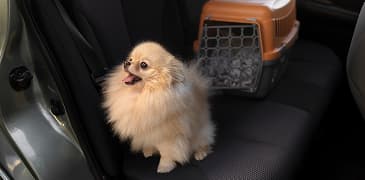 Mi experiencia viajando con mascotas Mi experiencia viajando con mascotas