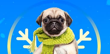 ¡Viaja con tu mejor amigo! Viajando con Mascotas a Bordo